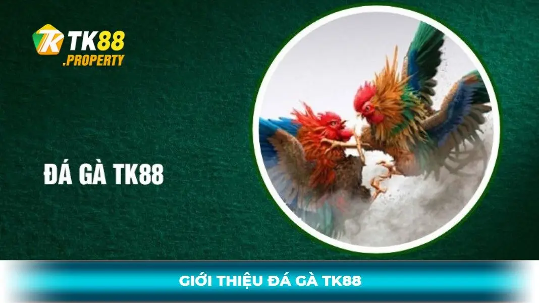 giới thiệu đá gà tk88