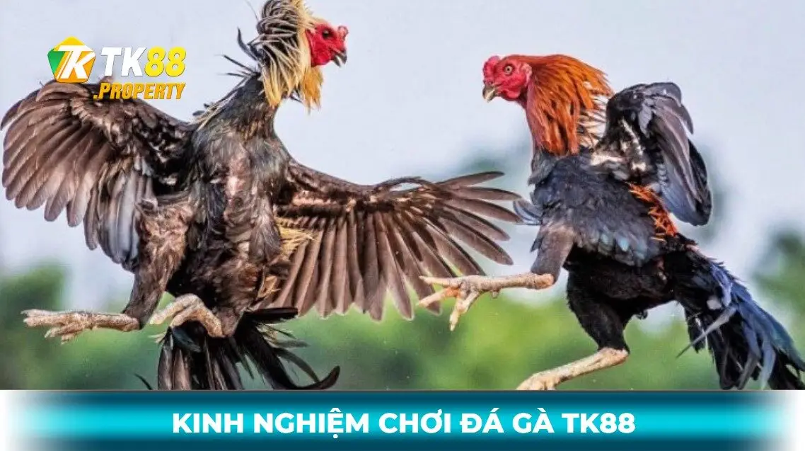Kinh nghiệm chơi đá gà bất khả chiến bại